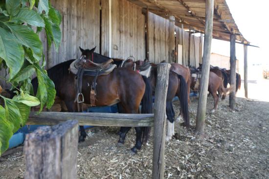 sitio-sao-jose-indaiatuba-campinas-cavalos